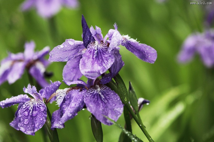 雨中鸢尾花图片