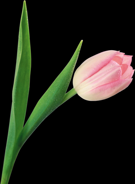 郁金香透明背景PNG图片