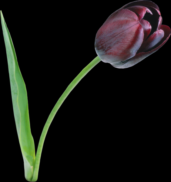 郁金香透明背景PNG图片