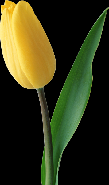 郁金香透明背景PNG图片