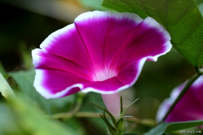 千姿百态的牵牛花图片