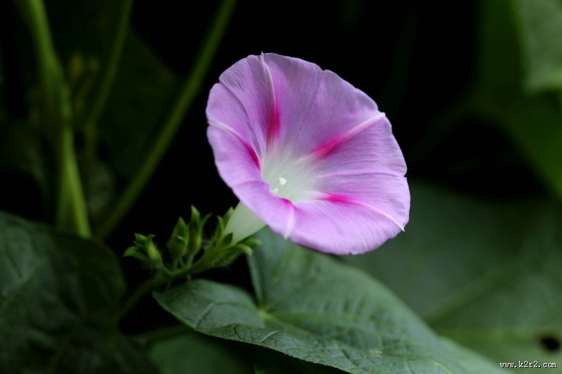 千姿百态的牵牛花图片