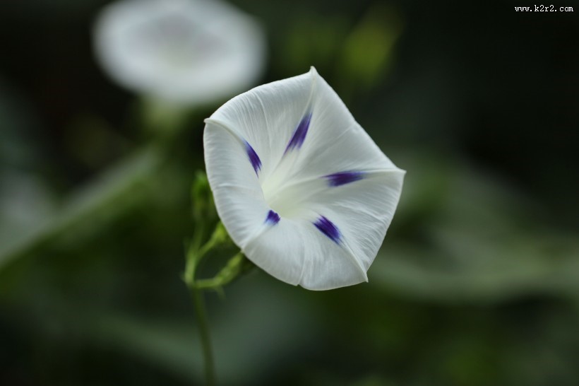千姿百态的牵牛花图片