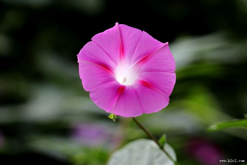 千姿百态的牵牛花图片