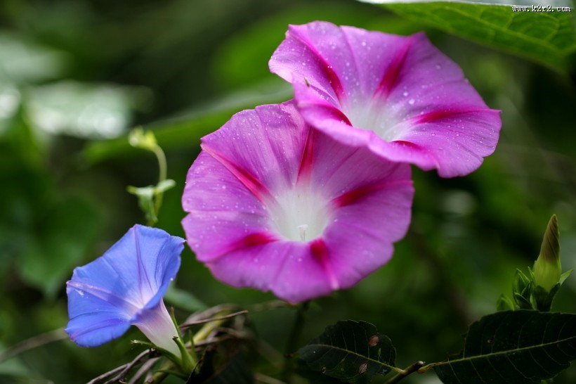 千姿百态的牵牛花图片