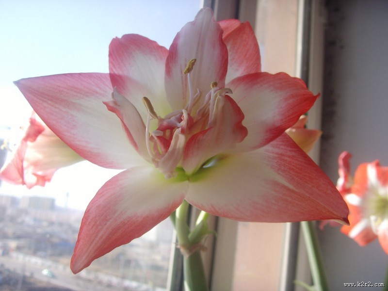 朱顶红图片大全