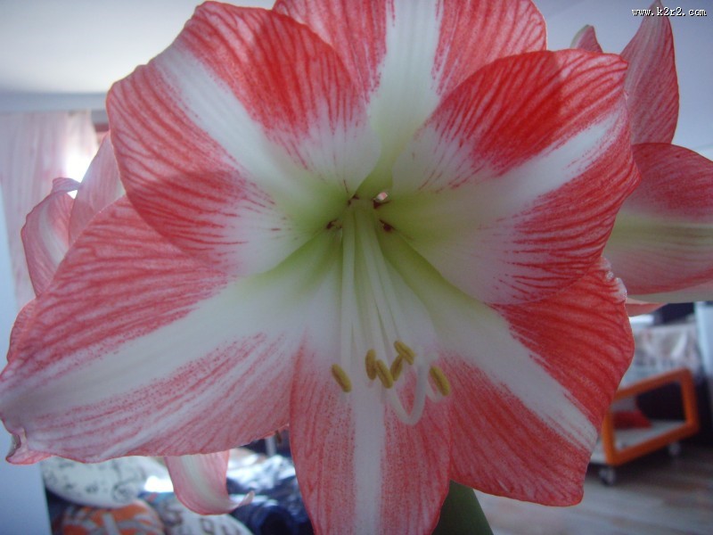 朱顶红图片大全