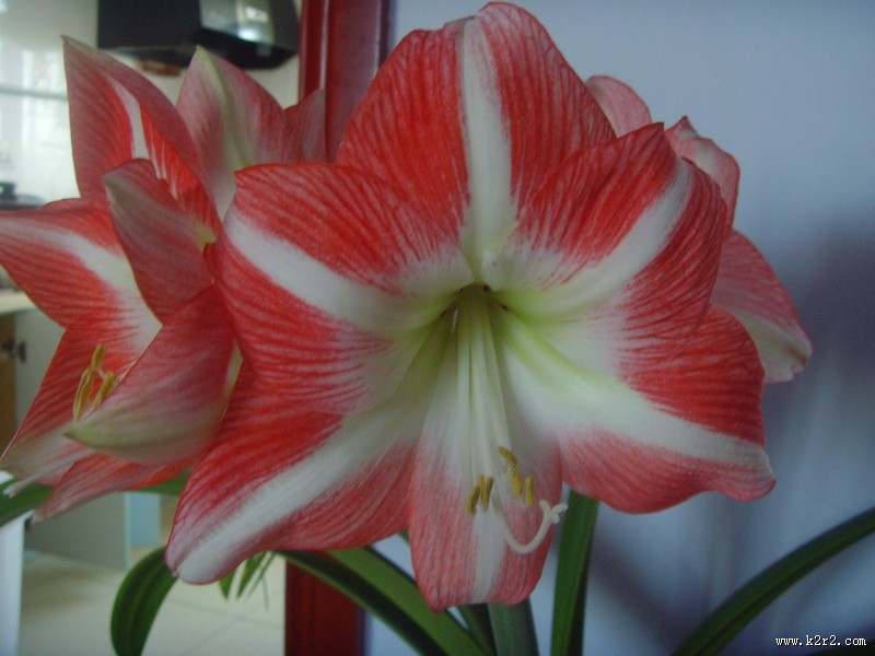 朱顶红图片大全