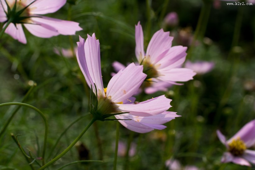 格桑花图片大全