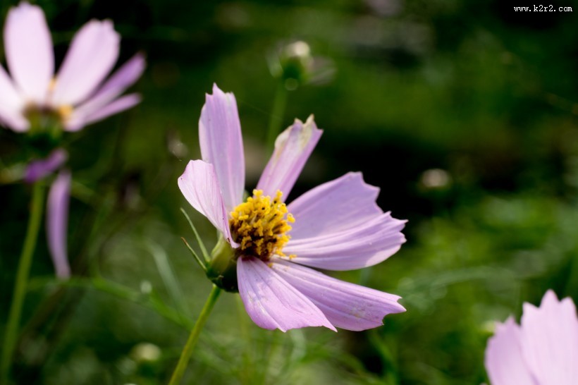 格桑花图片大全