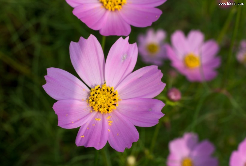 格桑花图片大全