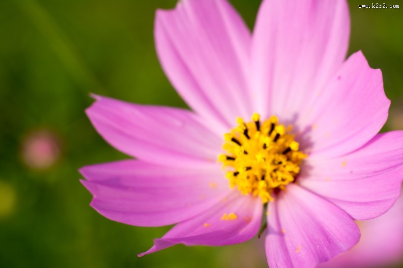 格桑花图片大全