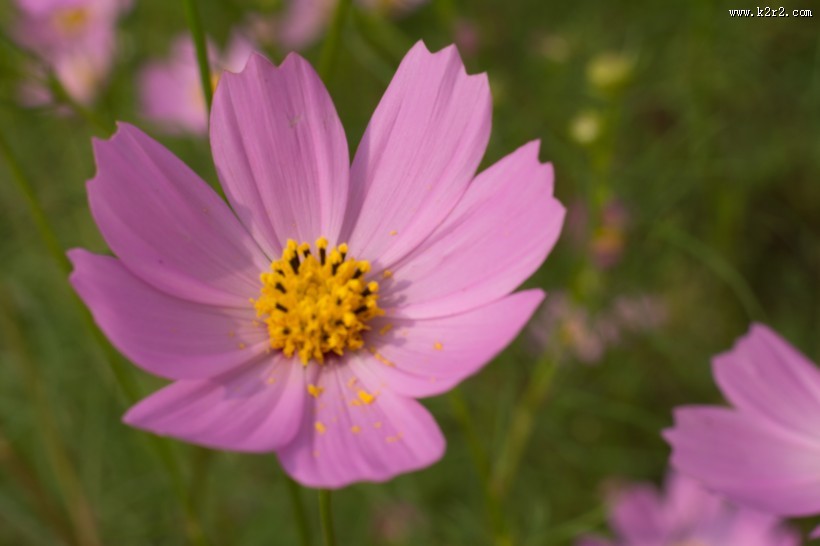 格桑花图片大全