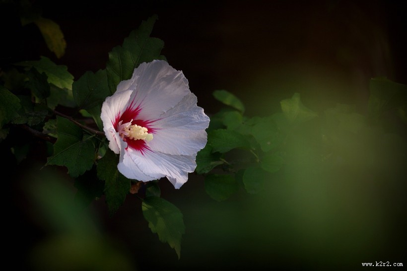 淡雅木槿花图片