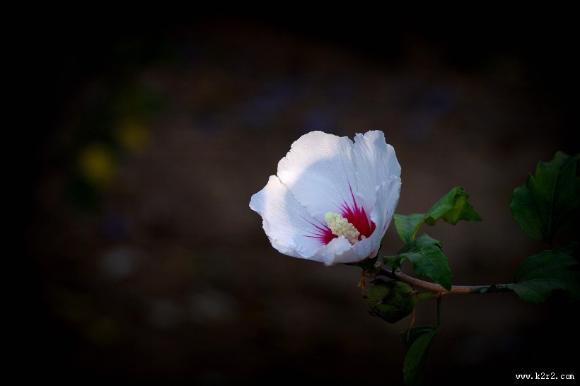淡雅木槿花图片
