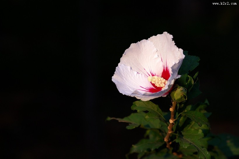 淡雅木槿花图片