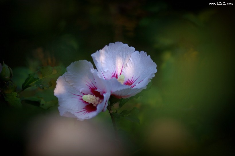 淡雅木槿花图片