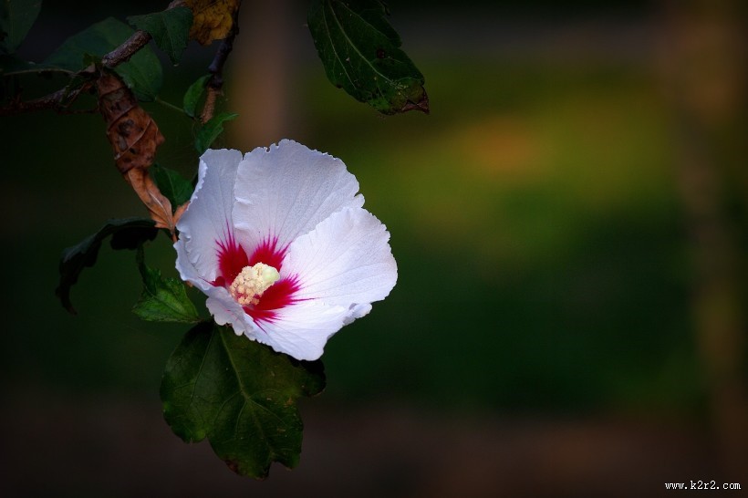 淡雅木槿花图片