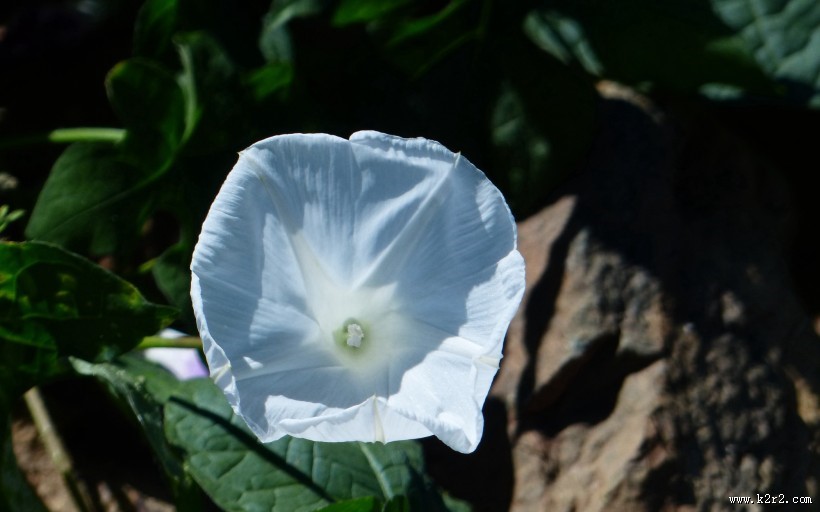 牵牛花图片大全