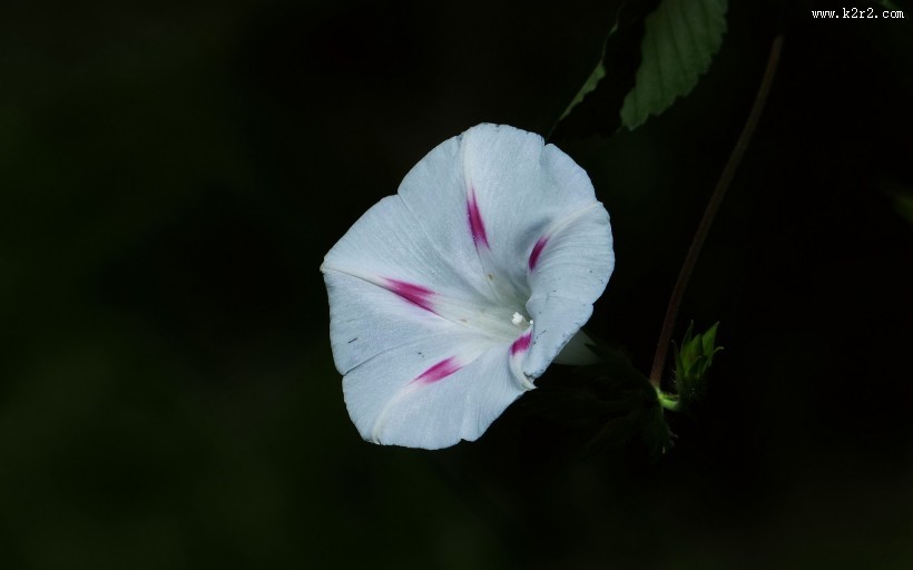 牵牛花图片大全
