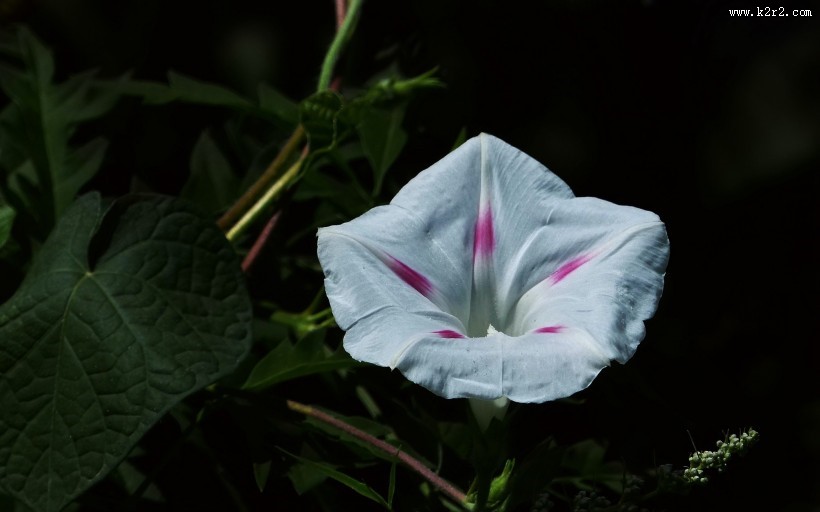 牵牛花图片大全