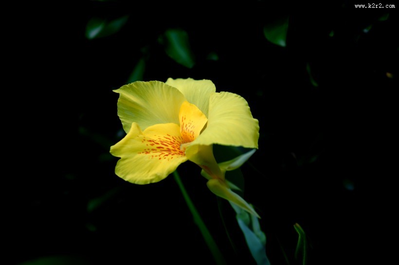 绿叶丛中的美人蕉图片