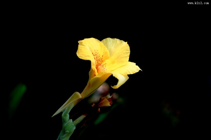 绿叶丛中的美人蕉图片