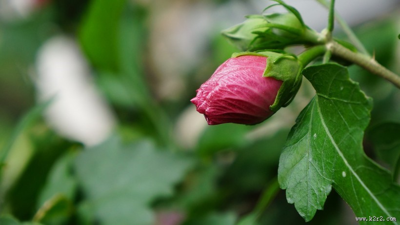 木槿花图片大全