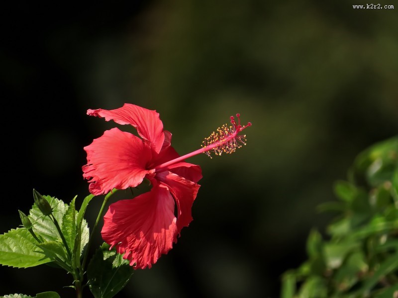 艳丽的扶桑花图片
