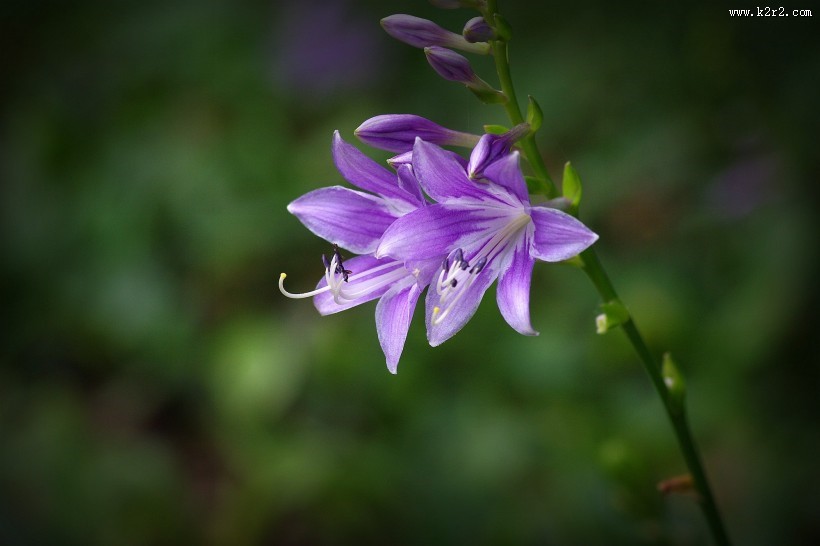 紫玉簪图片大全