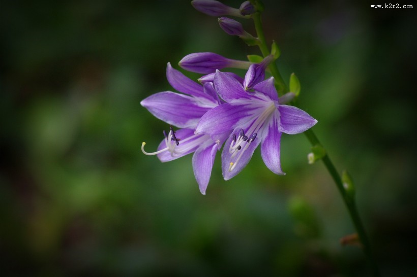 紫玉簪图片大全