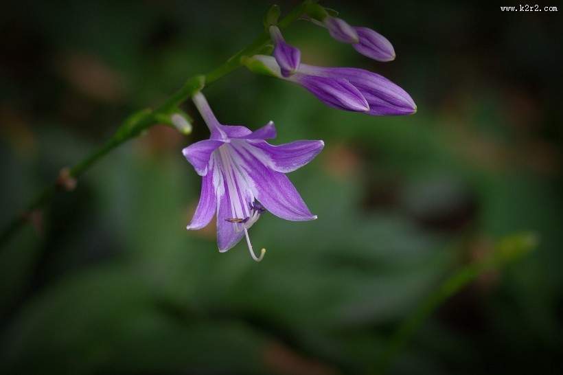 紫玉簪图片大全