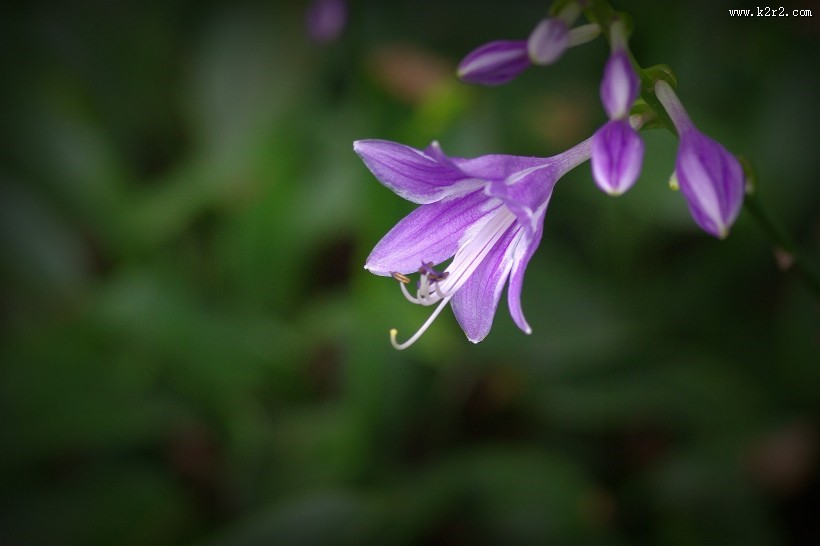 紫玉簪图片大全