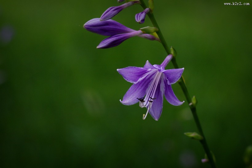 紫玉簪图片大全