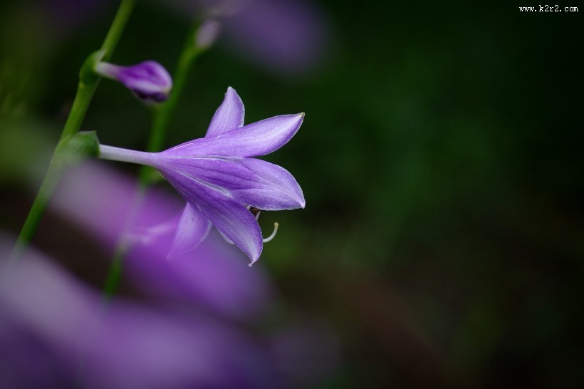 紫玉簪图片大全