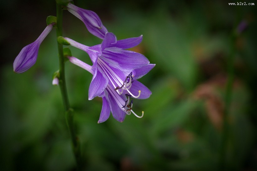 紫玉簪图片大全