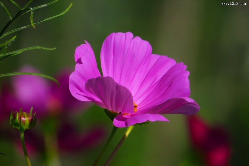 格桑花图片大全