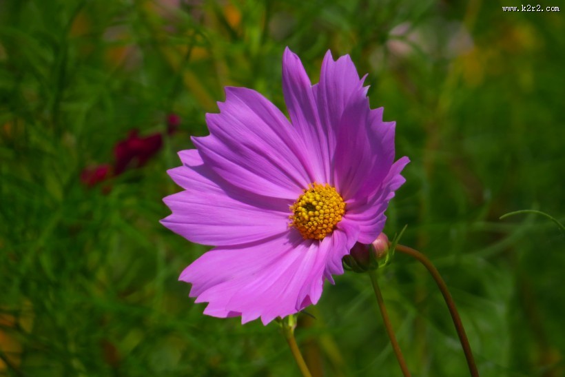 格桑花图片大全