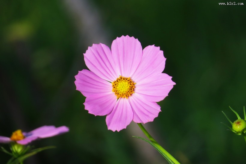 格桑花图片大全