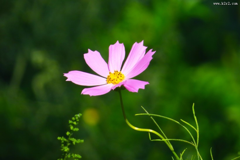 格桑花图片大全