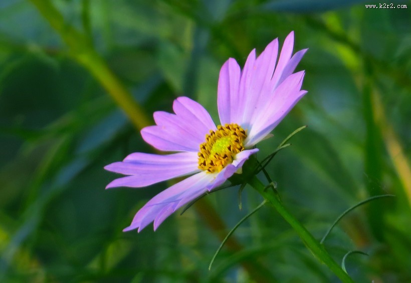 格桑花图片大全
