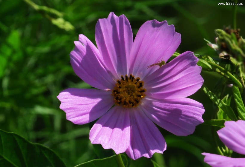 格桑花图片大全