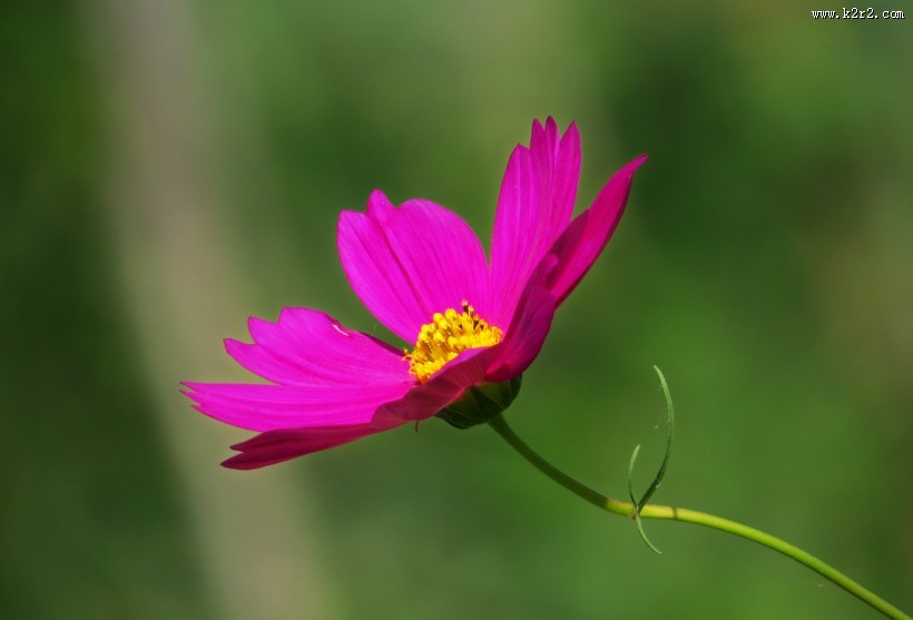 格桑花图片大全