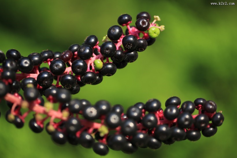 草本植物商路图片