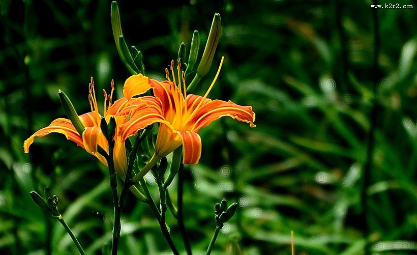 橘黄的萱草花图片