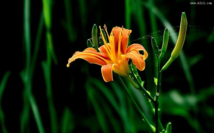 橘黄的萱草花图片