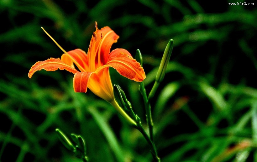 橘黄的萱草花图片