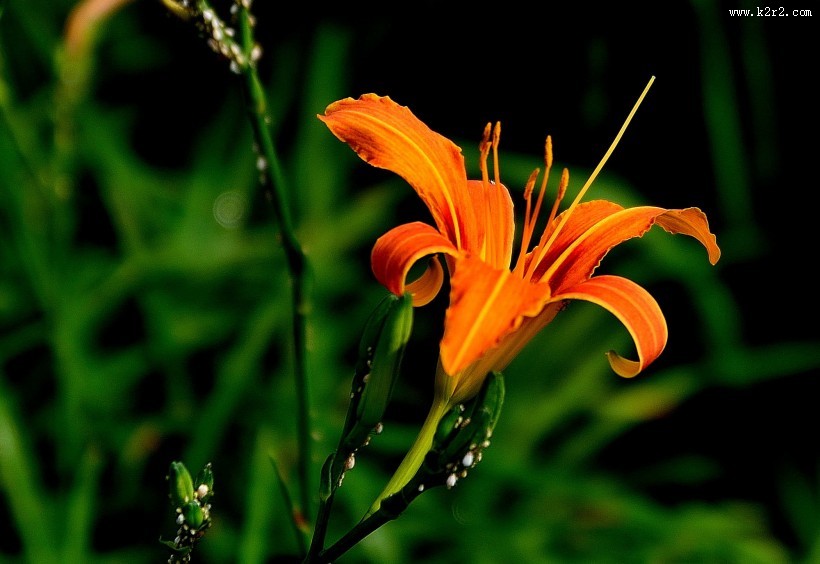 橘黄的萱草花图片