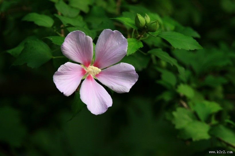 木槿花图片