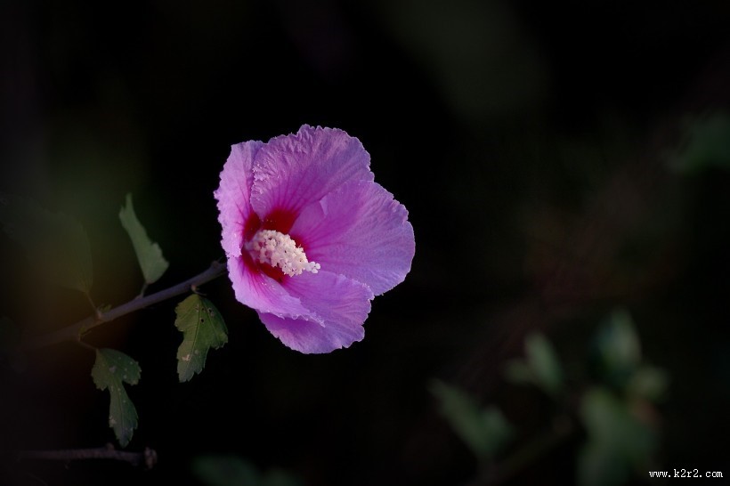 秋天的木槿花图片大全